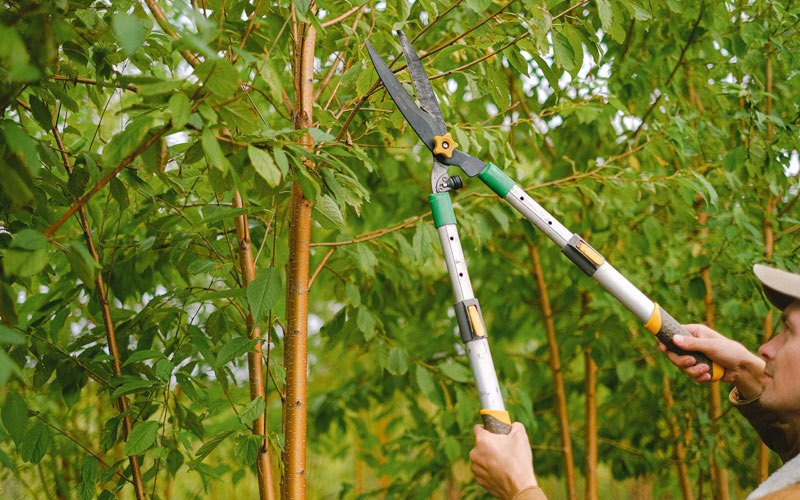 Tree trimming in Squire, WV