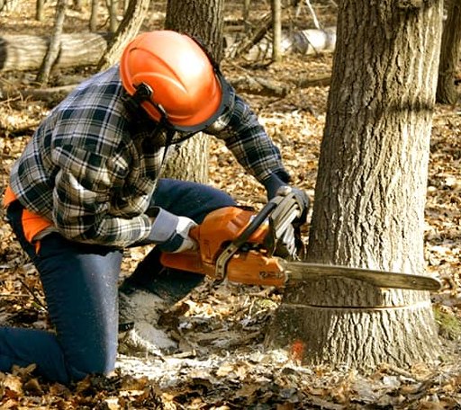 Tree Removal in Squire, WV